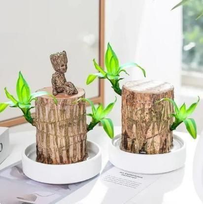 Lucky Brazil Wood Potted Plant, Mini Home Plant Decorations (pack of 2)