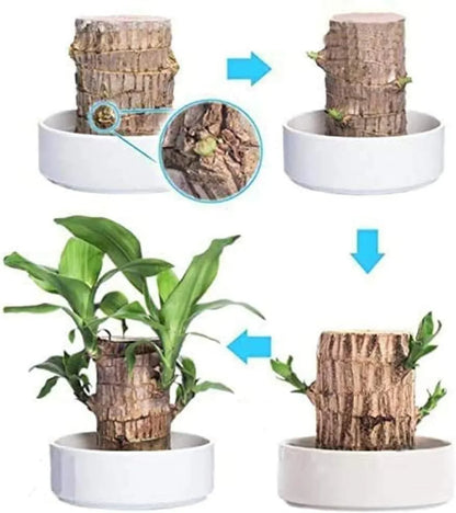 Lucky Brazil Wood Potted Plant, Mini Home Plant Decorations (pack of 2)