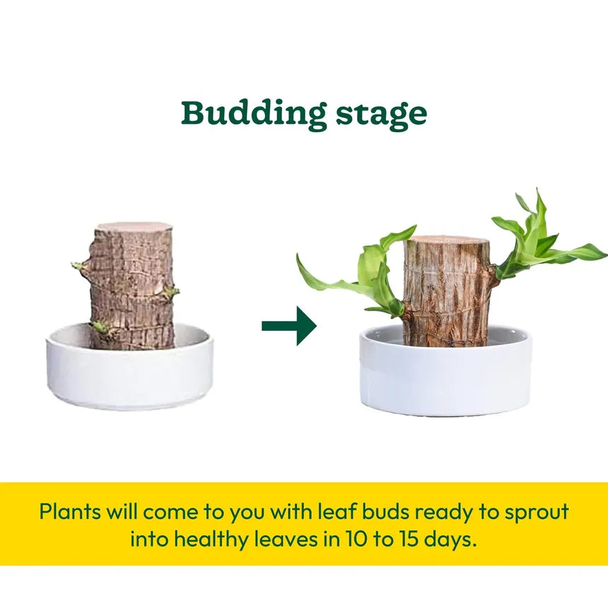 Lucky Brazil Wood Potted Plant, Mini Home Plant Decorations (pack of 2)