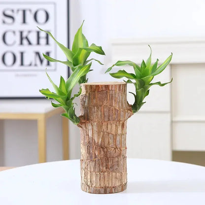 Lucky Brazil Wood Potted Plant, Mini Home Plant Decorations (pack of 2)